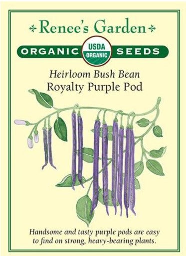 Bean Bush 'Heirloom Bean Royalty Purple Pod'
