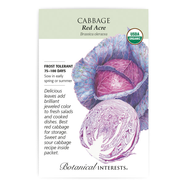 Cabbage 'Red Acre'