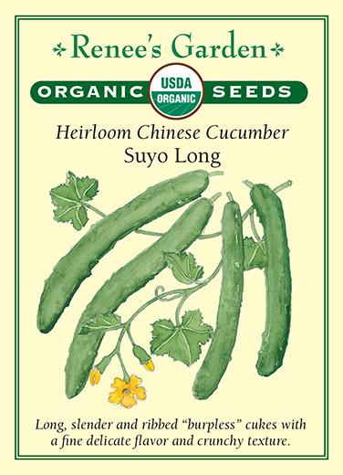 Cucumber 'Heirloom Chinese Suyo Long'