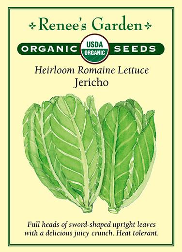 Lettuce 'Romaine Jericho'