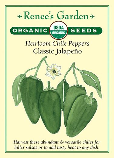 Pepper Chile 'Classic Jalapeno'