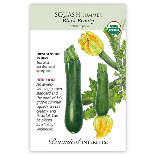 Squash Summer 'Black Beauty'