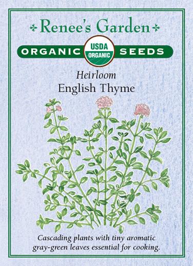 Thyme 'English'