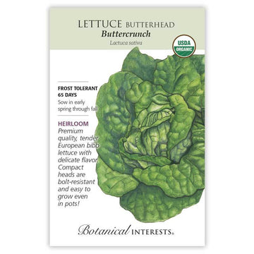 Lettuce 'Buttercrunch Butterhead'