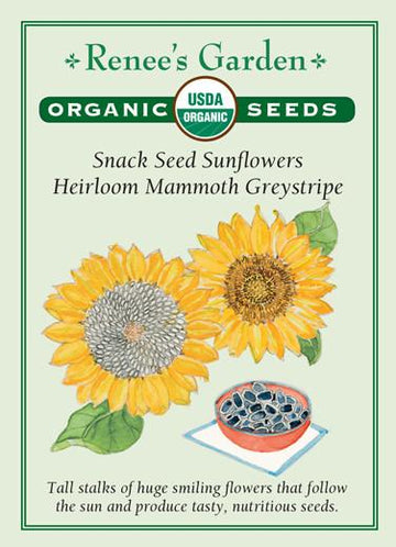 Sunflowers 'Snack Seed Mammoth Greystripe'