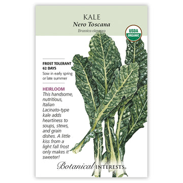 Kale 'Nero Toscana'