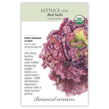 Lettuce 'Red Sails Leaf'