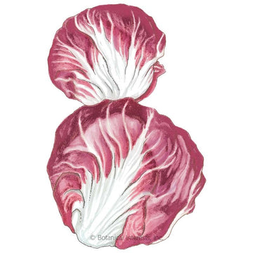 Radicchio 'Palla Rossa Mavrik'
