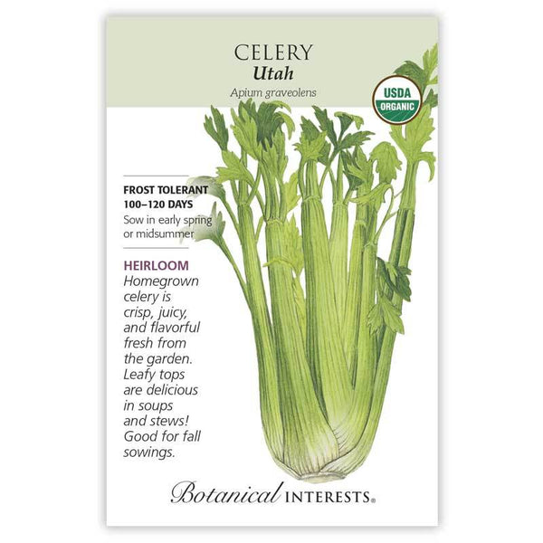 Celery 'Utah'