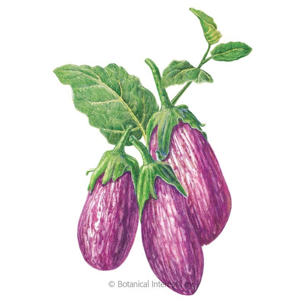 Eggplant 'Listada de Gandia'
