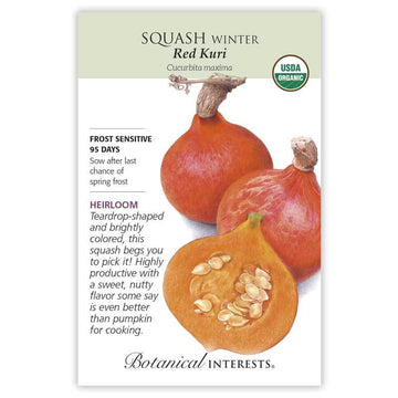 Squash Winter 'Red Kuri'