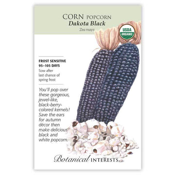 Corn 'Dakota Black Popcorn'