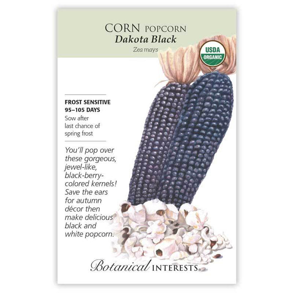 Corn 'Dakota Black Popcorn'