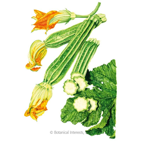 Squash Summer 'Costata Romanesco'