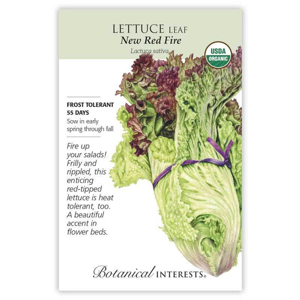 Lettuce 'New Red Fire Leaf'