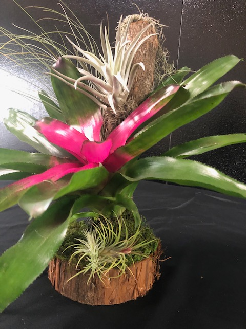 Bromeliad Tree