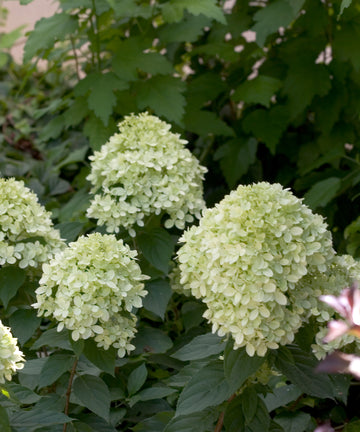 Hydrangea 'Little Lime'