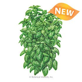 Basil 'Everleaf Emerald Towers'