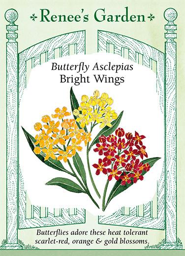 Asclepias 'Butterfly Bright Wings'
