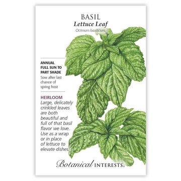 Basil 'Lettuce Leaf'