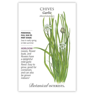 Chives 'Garlic'