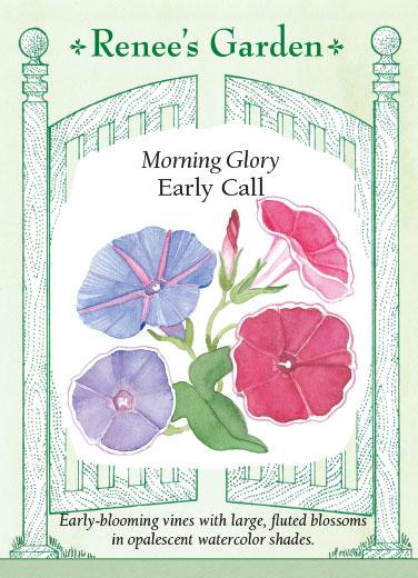 Morning Glory 'Early Call'