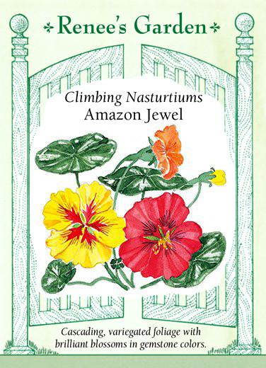 Nasturtiums 'Amazon Jewel'