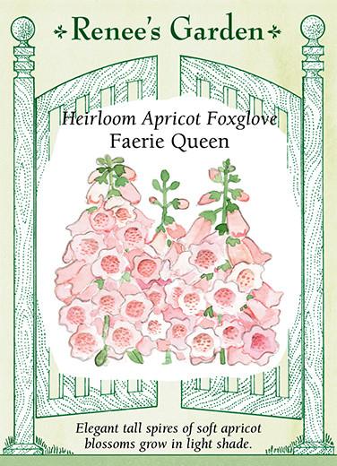 Foxglove 'Apricot Faerie Queen'