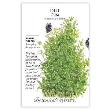 Dill 'Tetra'
