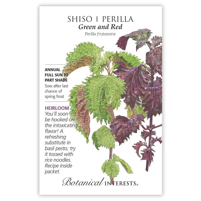 shiso perilla plant Shiso 'Perilla Green and Red'
