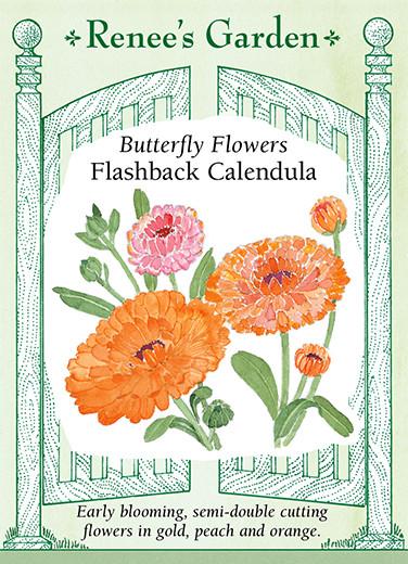 Calendula 'Butterfly Flowers Flashback'