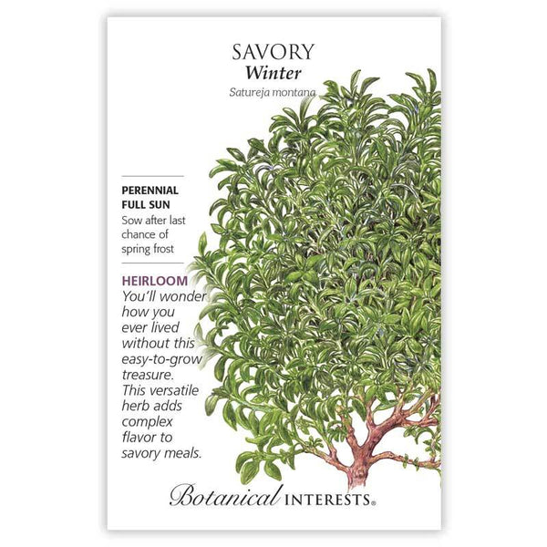 Savory 'Winter'