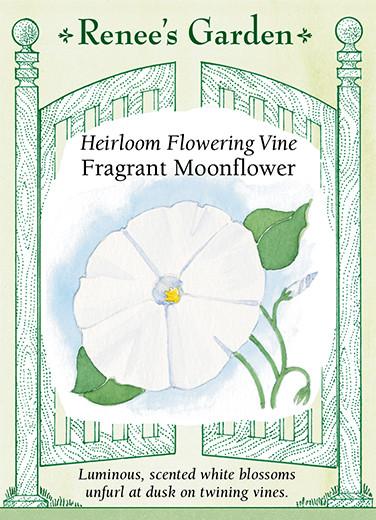 Moonflower 'Fragrant Flowering Vine'