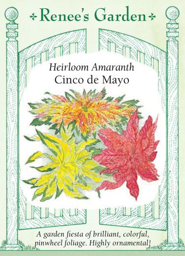 Amaranth 'Cinco De Mayo'