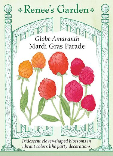 Globe Amaranth 'Mardi Gras Parade'