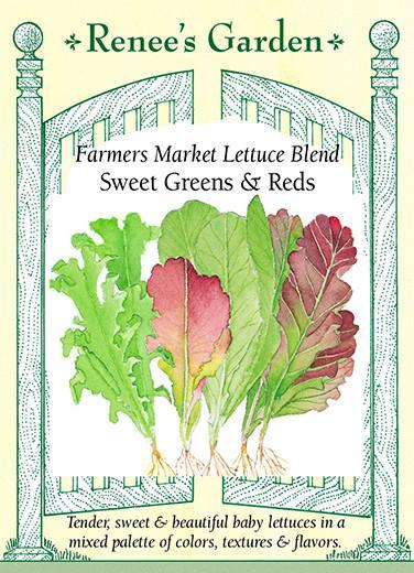 Lettuce 'Farmers Market Blend Sweet Greens & Reds'