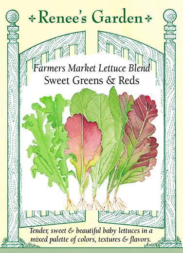 Lettuce 'Farmers Market Blend Sweet Greens & Reds'