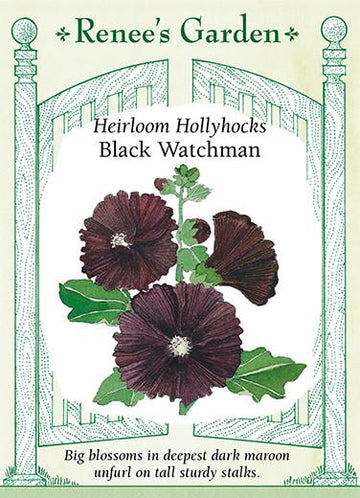 Hollyhock 'Black Watchman'