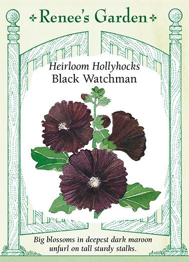 monticello flower seeds Hollyhock 'Black Watchman'