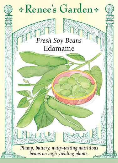 Bean 'Soy Edamame'