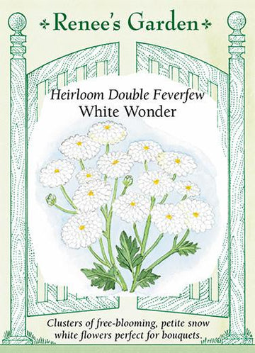 Feverfew 'Double White Wonder'