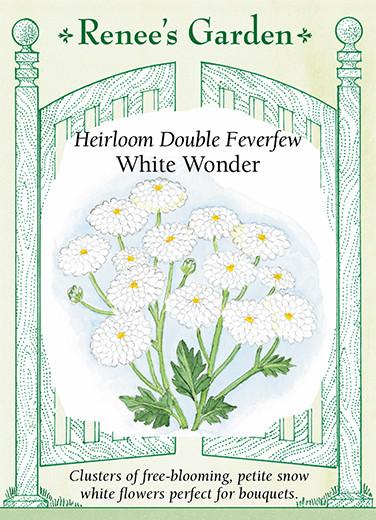 Feverfew 'Double White Wonder'