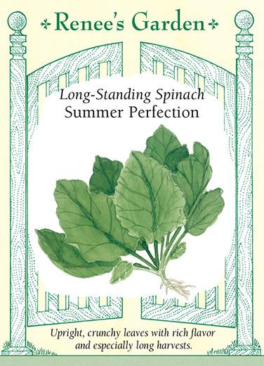 Spinach 'Summer Perfection'