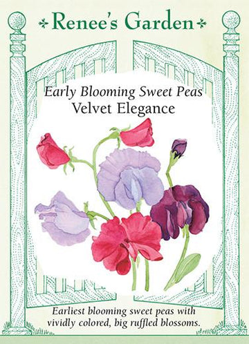 Sweet Peas 'Velvet Elegance'