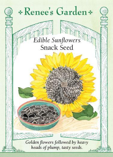 flower seeds sunflower Sunflowers 'Edible Snack Seed'