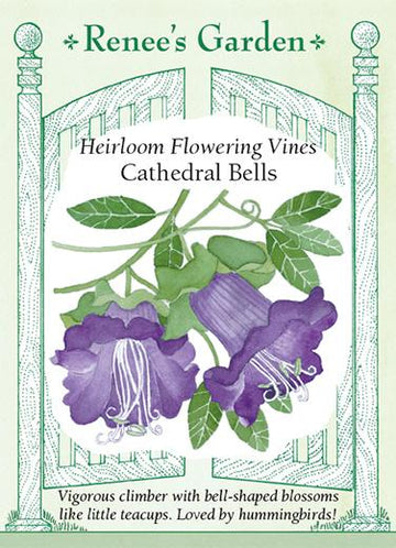Cathedral Bells 'Flowering Vines'