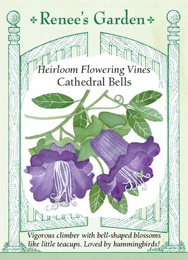 Cathedral Bells 'Flowering Vines'