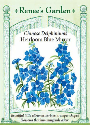 Delphiniums 'Chinese Blue Mirror'