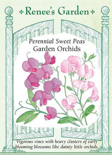 Sweet Peas 'Garden Orchids'