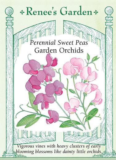 Sweet Peas 'Garden Orchids'